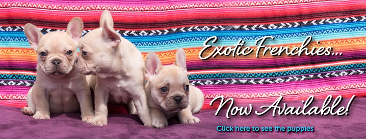 New Puppies at ExoticPlanet.com.au